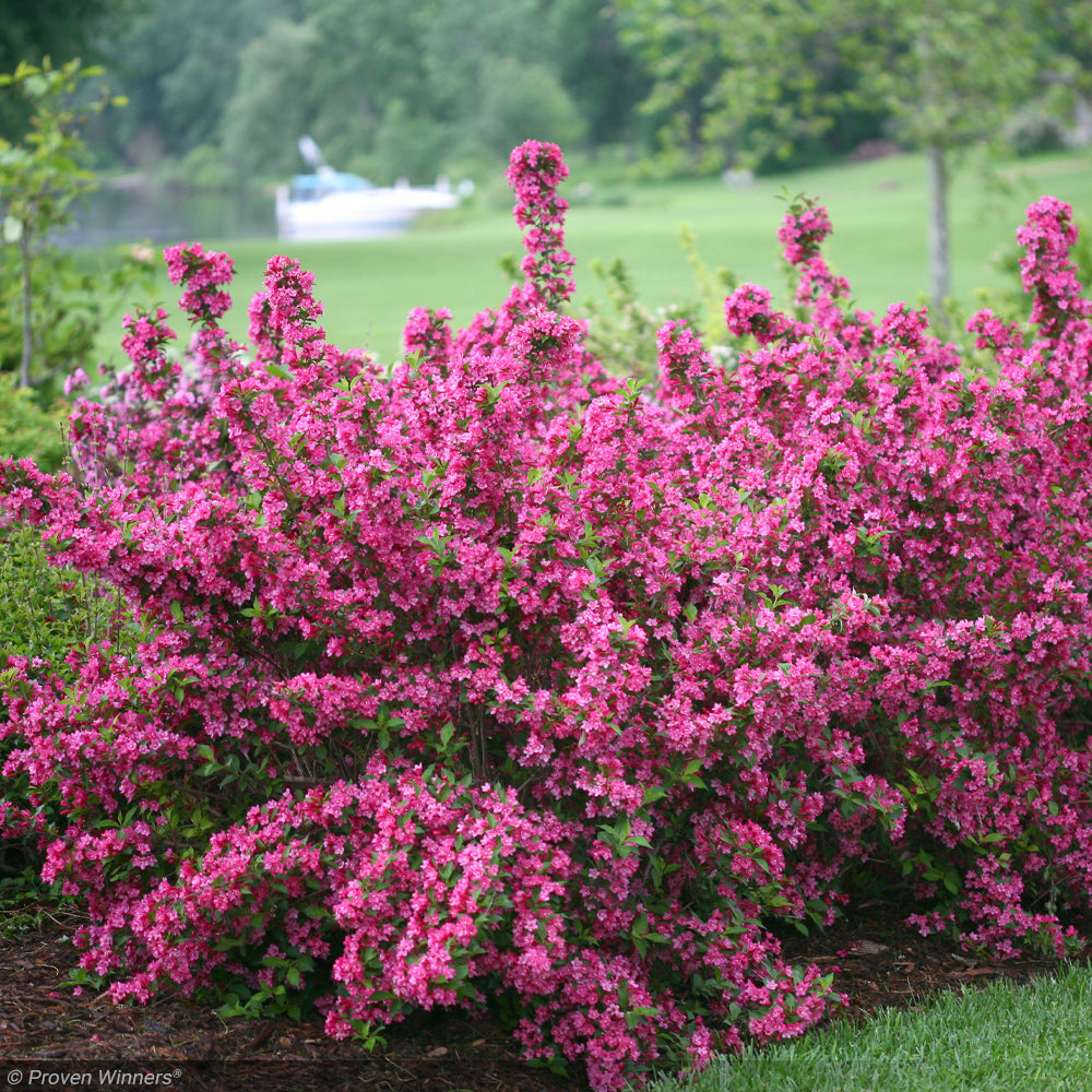 Weigela, Sonic Bloom Pink 3 Greenwood Creek Nursery