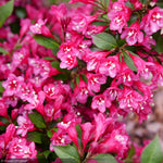 Load image into Gallery viewer, Weigela, Sonic Bloom Punch #3