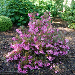 Load image into Gallery viewer, Weigela, Sonic Bloom Wine #3