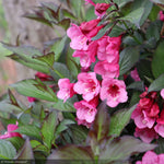 Load image into Gallery viewer, Weigela, Sonic Bloom Wine #3