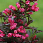Load image into Gallery viewer, Weigela, Spilled Wine #2