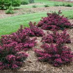 Load image into Gallery viewer, Weigela, Spilled Wine #2