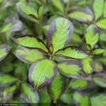 Load image into Gallery viewer, Weigela, Vinho Verde #3