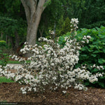 Load image into Gallery viewer, Weigela, Wine & Spirits #3