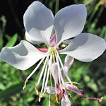 Load image into Gallery viewer, Whirling Butterflies #1