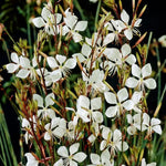 Load image into Gallery viewer, Whirling Butterflies #1