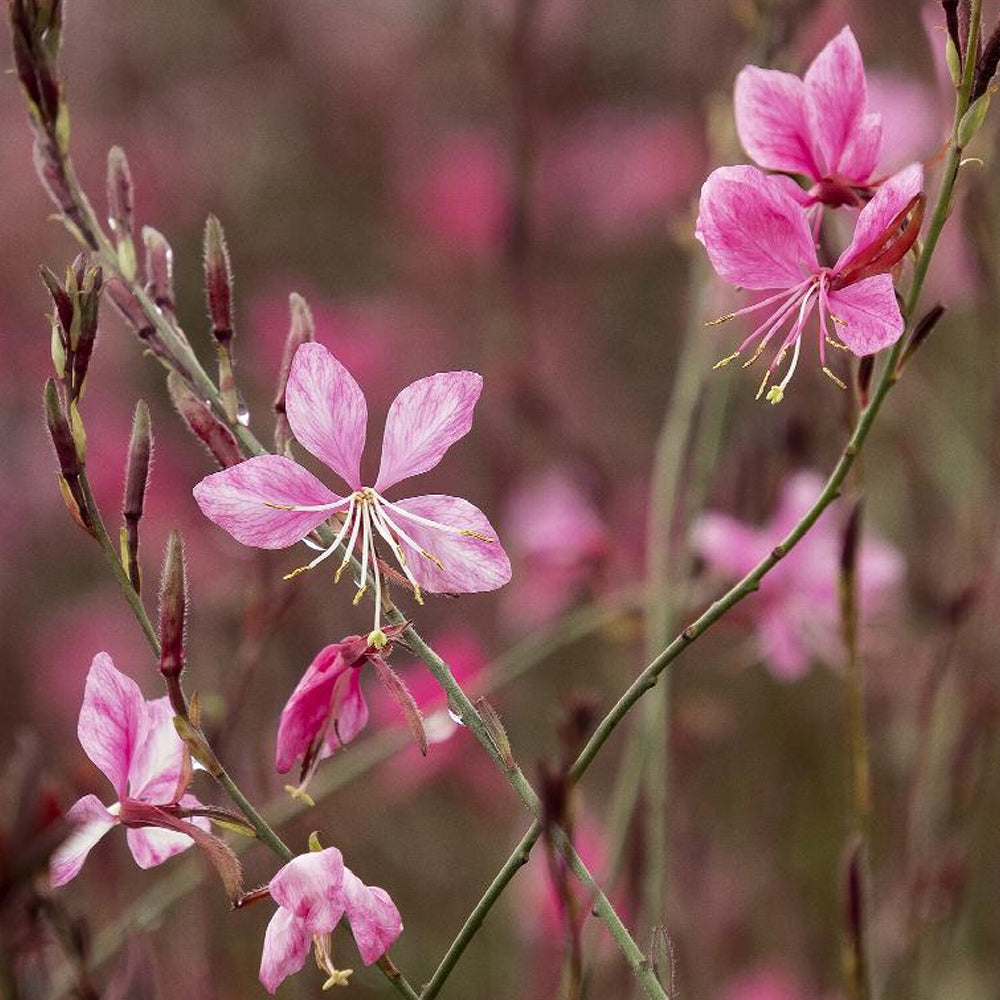 Whirling Butterflies, Steffi Dark Rose #1 – Greenwood Creek Nursery