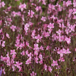 Load image into Gallery viewer, Whirling Butterflies,  Steffi Dark Rose #1