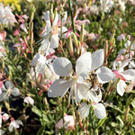 Load image into Gallery viewer, Whirling Butterflies, Silver Fountain #1