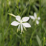 Load image into Gallery viewer, Whirling Butterflies, So White #1