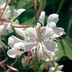 Load image into Gallery viewer, Whirling Butterflies, Steffi White #1