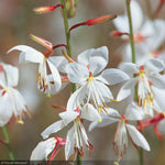 Load image into Gallery viewer, Whirling Butterflies, Steffi White #1
