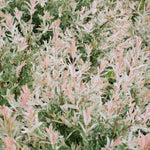 Load image into Gallery viewer, Willow, Dappled Flamingo #2