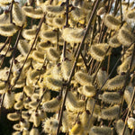 Load image into Gallery viewer, Willow, Kilmarnock #5