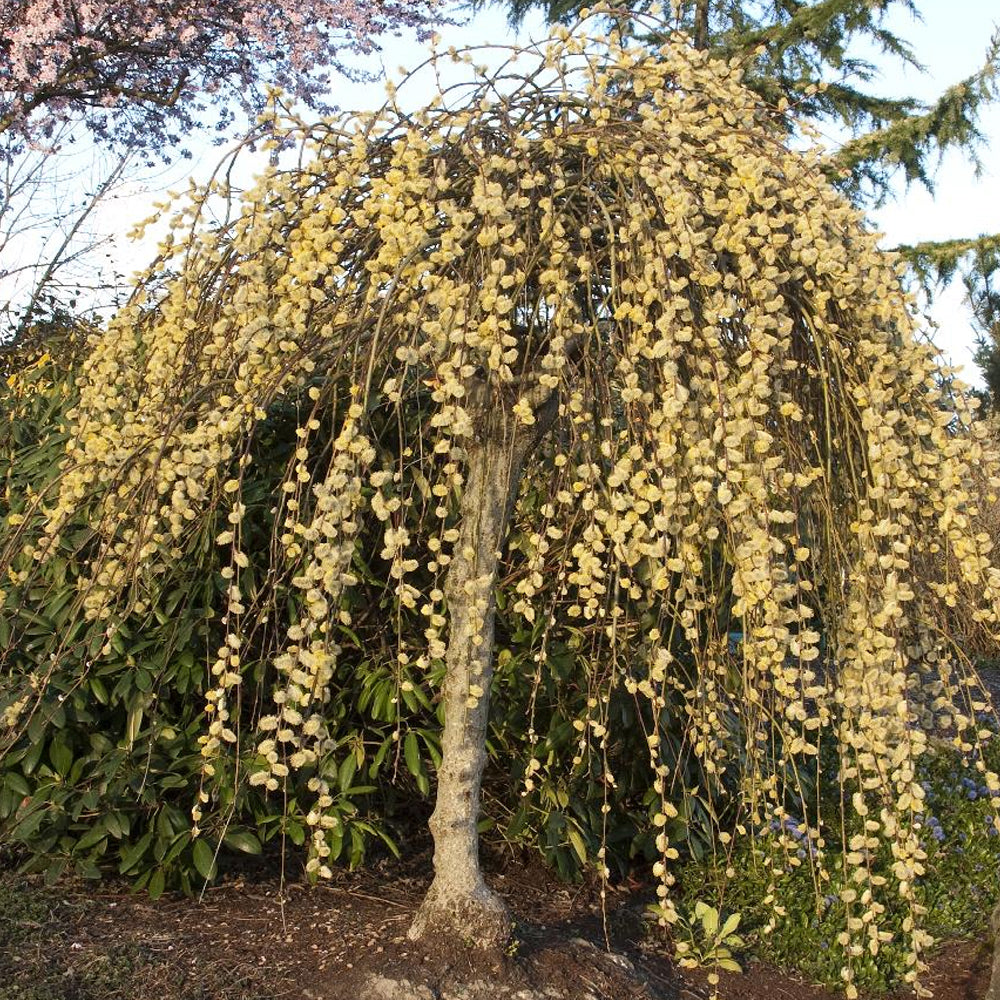 Willow, Kilmarnock 5 Greenwood Creek Nursery