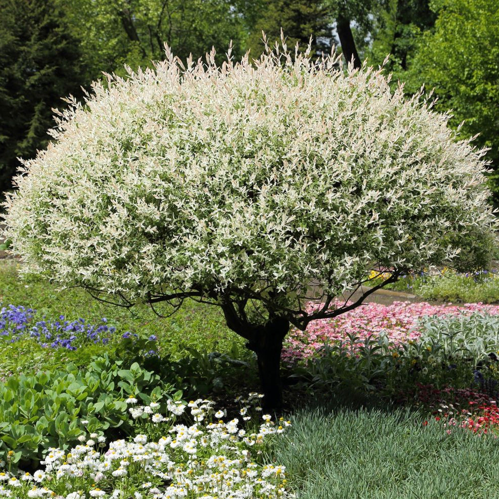 Willow, Hakuro Nishiki #3 – Greenwood Creek Nursery