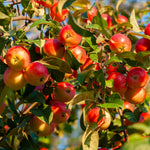 Load image into Gallery viewer, Apple, Winesap #7