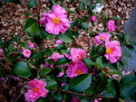 Load image into Gallery viewer, Camellia, Winter's Joy #3