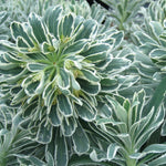 Load image into Gallery viewer, Wood Spurge, Glacier Blue Qt
