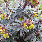 Load image into Gallery viewer, Wood Spurge, Miner's Merlot Qt