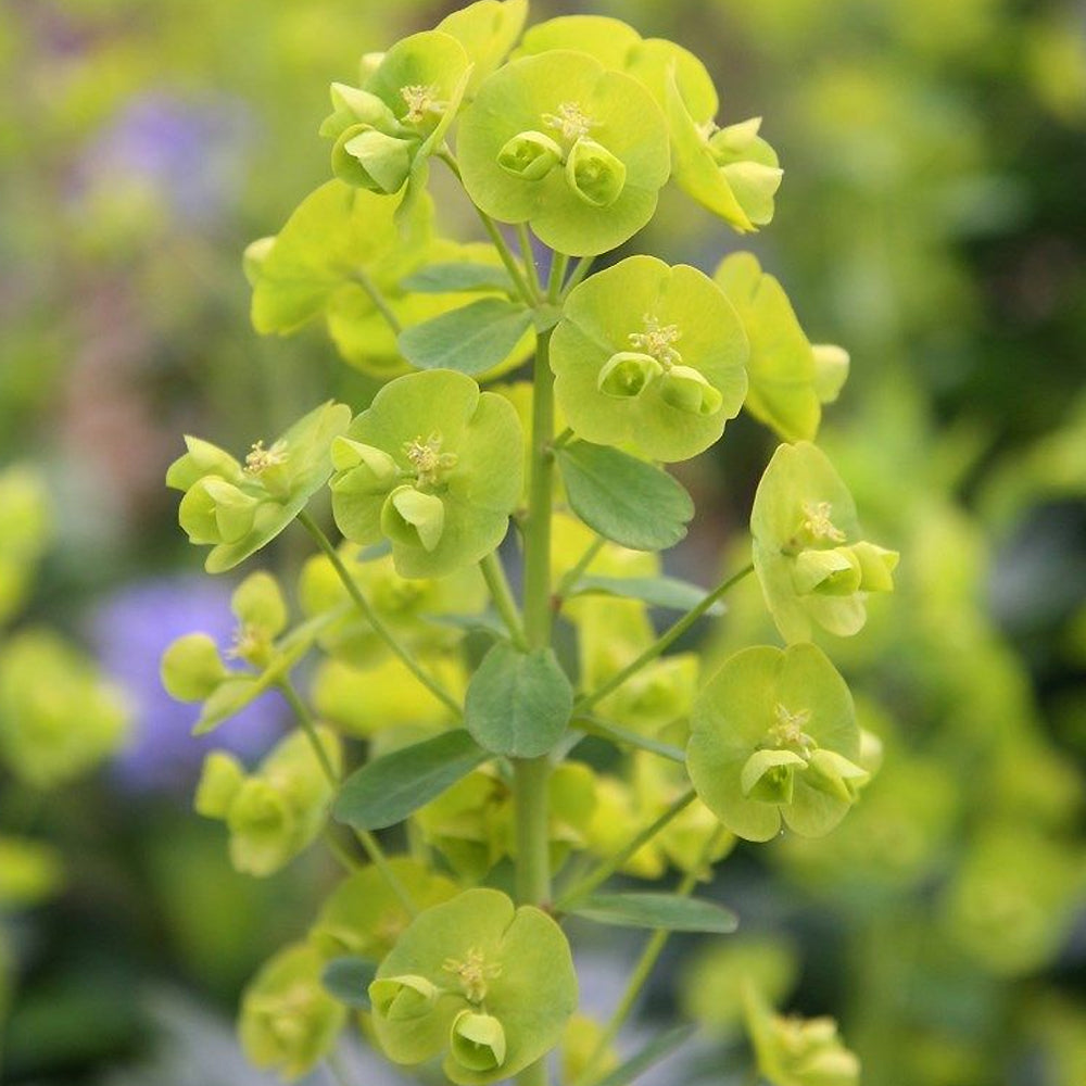 Wood Spurge, Robbiae #1