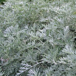 Load image into Gallery viewer, Wormwood, Powis Castle #1