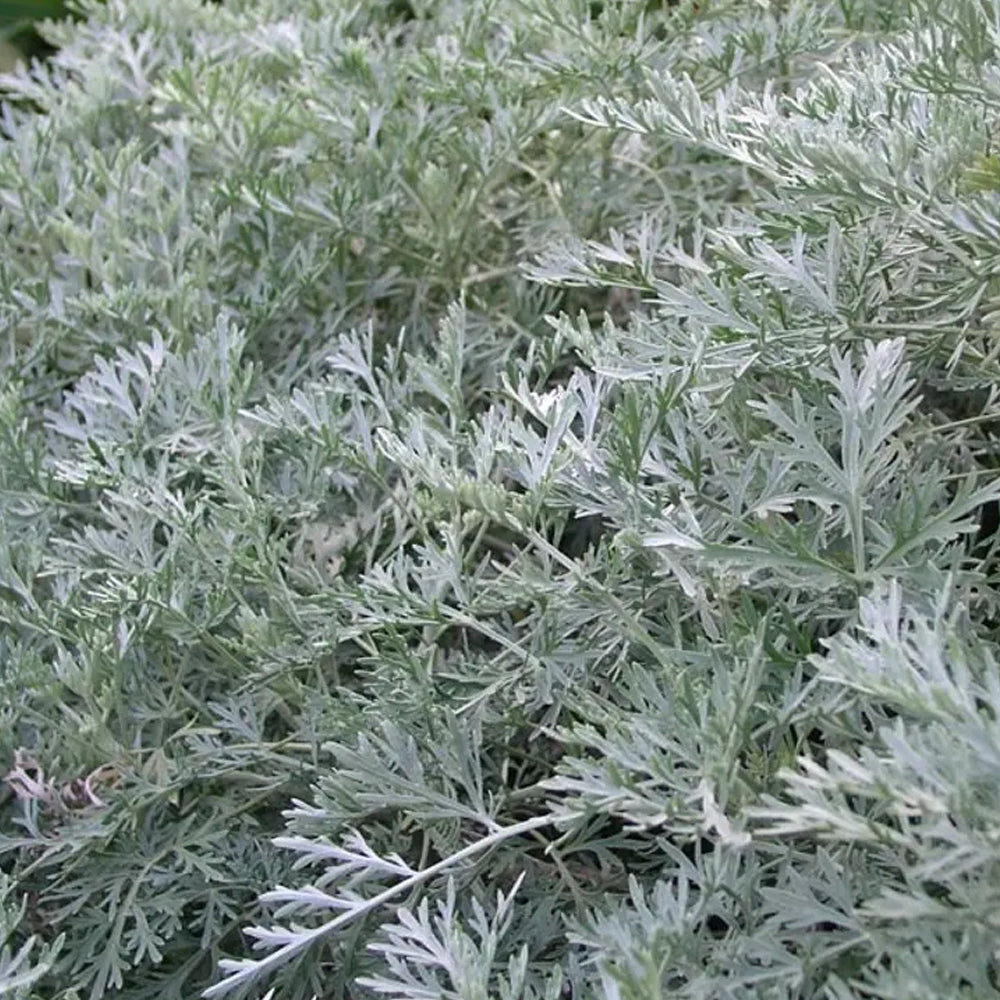 Wormwood, Powis Castle #1