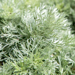 Load image into Gallery viewer, Wormwood, Silver Mound #1