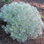 Load image into Gallery viewer, Wormwood, Silver Mound #1