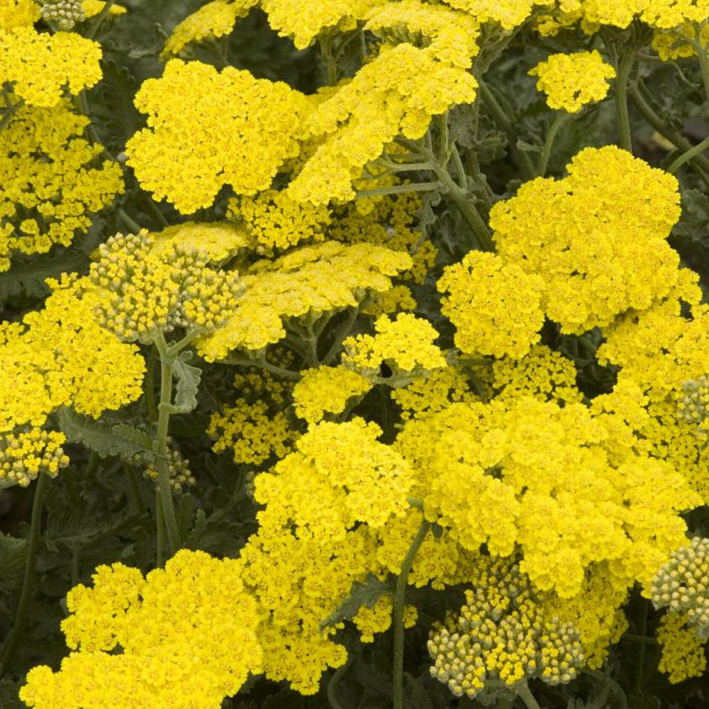 Yarrow, Coronation Gold #1