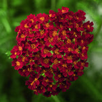 Load image into Gallery viewer, Yarrow, Desert Eve Red #1