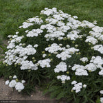 Load image into Gallery viewer, Yarrow, Firefly Diamond #1