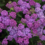 Load image into Gallery viewer, Yarrow, Firefly Fuchsia #1