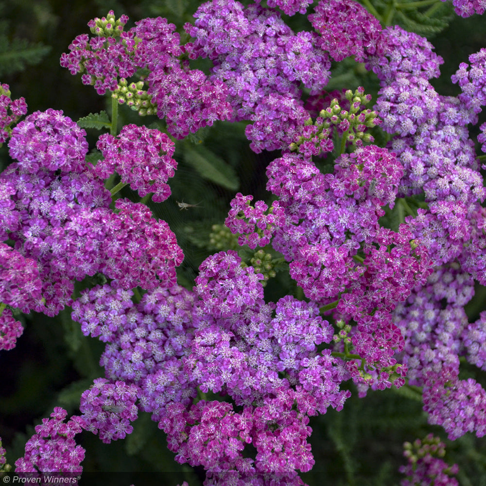 074 フラワー Yarrow, Firefly Fuchsia #1 – Greenwood Creek Nursery
