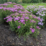Load image into Gallery viewer, Yarrow, Firefly Fuchsia #1