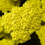 Load image into Gallery viewer, Yarrow, Little Moonshine #1