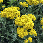 Load image into Gallery viewer, Yarrow, Little Moonshine #1