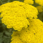 Load image into Gallery viewer, Yarrow, Moonshine Qt