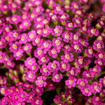 Load image into Gallery viewer, Yarrow, Oertal's Rose #1