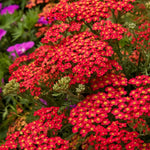 Load image into Gallery viewer, Yarrow, Paprika #2
