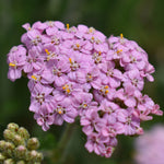 Load image into Gallery viewer, Yarrow, Pink Grapefruit #1