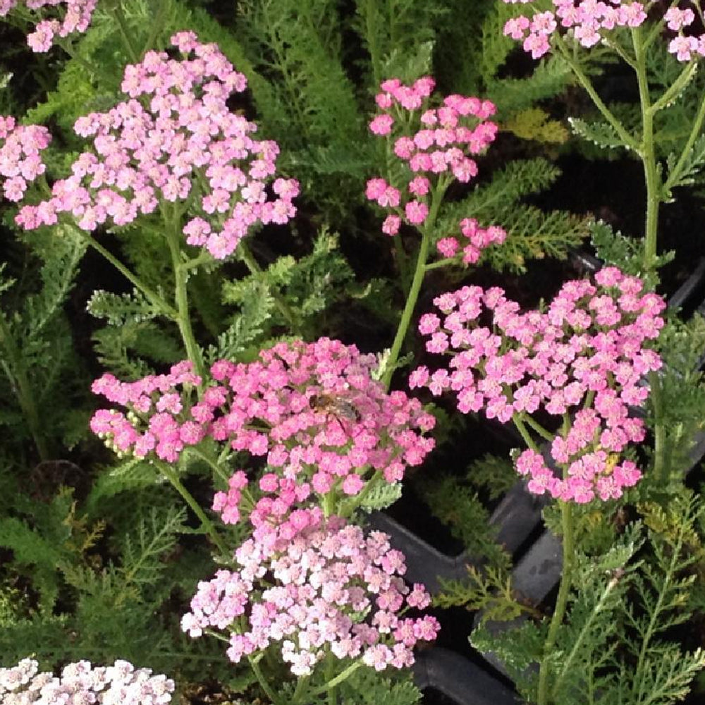 Yarrow, Pink Grapefruit #1