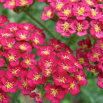 Load image into Gallery viewer, Yarrow, Pomegranate #1