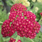 Load image into Gallery viewer, Yarrow, Strawberry Seduction #1