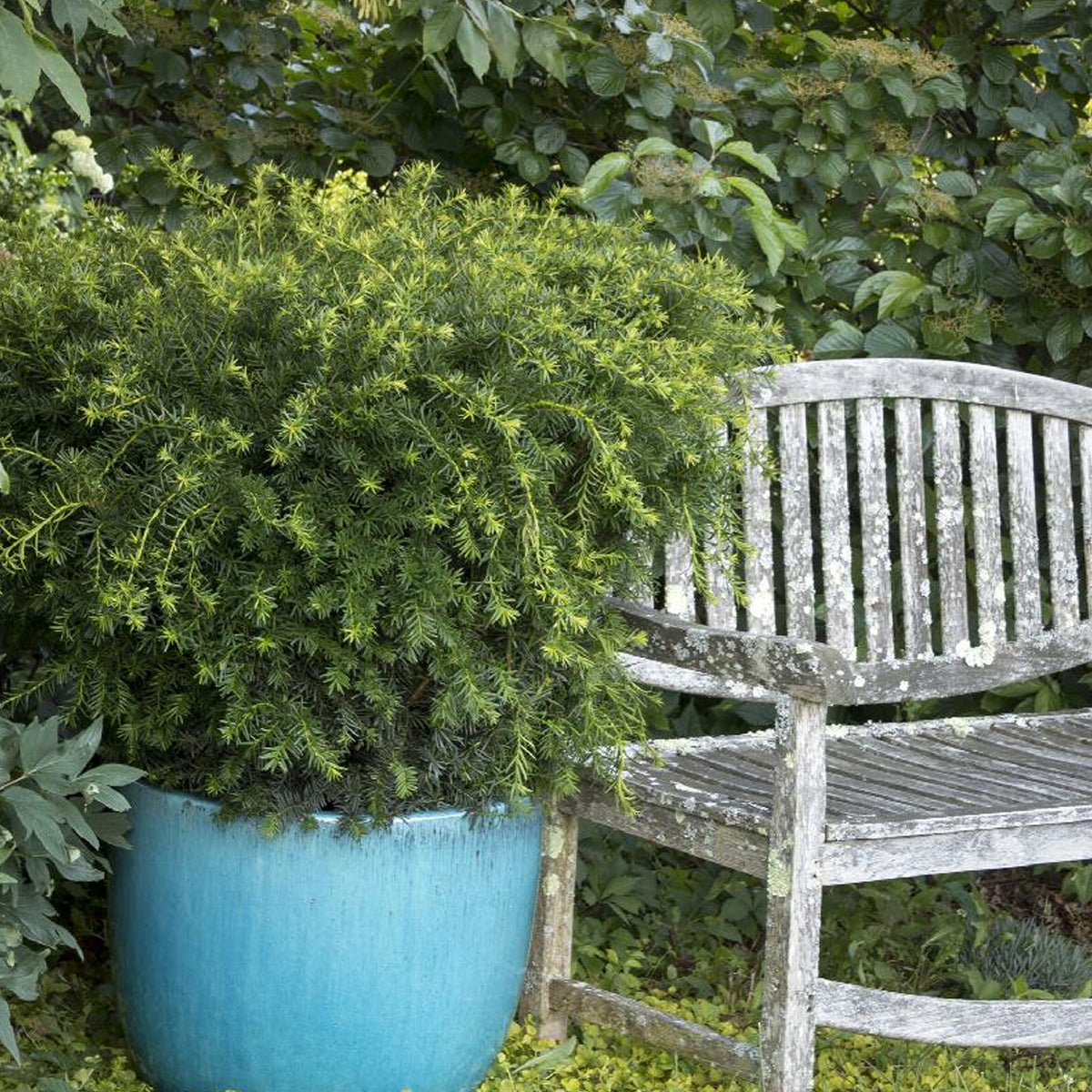 Yew, Densiformis – Greenwood Creek Nursery