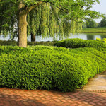 Load image into Gallery viewer, Yew, Densiformis