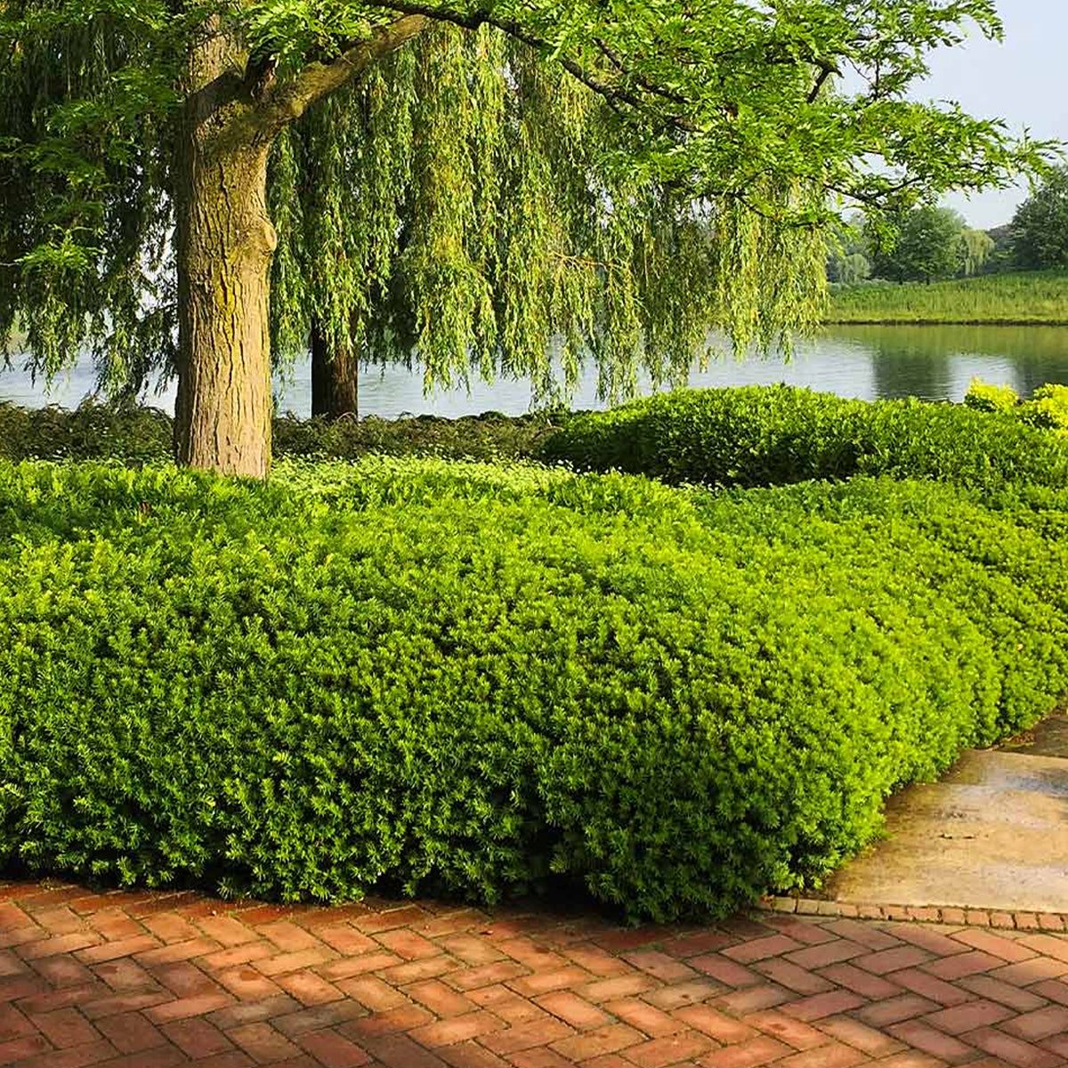 Yew, Densiformis – Greenwood Creek Nursery