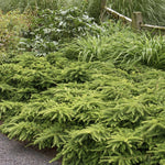 Load image into Gallery viewer, Yew, Emerald Spreader #5