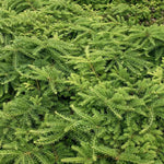 Load image into Gallery viewer, Yew, Emerald Spreader #5