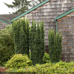 Load image into Gallery viewer, Yew, Hick's Upright #7